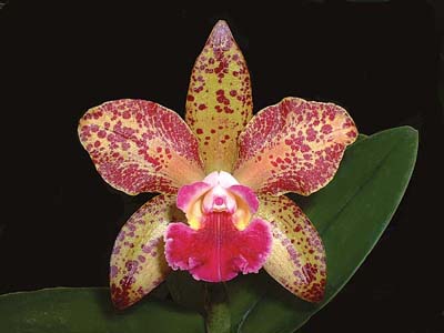 Waianae-Leopard-Ching-Hua
