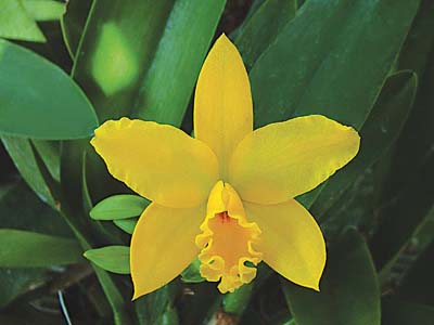 Yellow-Great