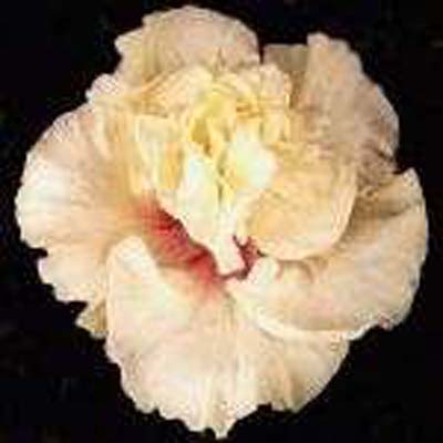 val-disere-hibiscus
