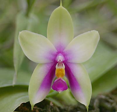 violacea